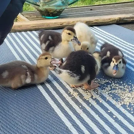 Tinyhouse Carpe Diem