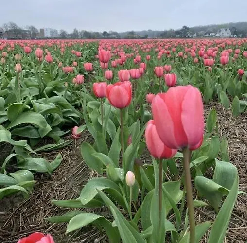 בית נופש Tinyhouse Carpe Diem *